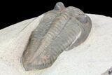 Zlichovaspis Trilobite - Great Eye Facets and Shell #75468-4